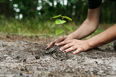 tree planting in Paterson, NJ