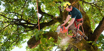 tree trimming in Paterson